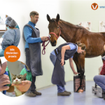 Tierärztliche Klinik für Pferde - Dr. Knut Anders - 24-Std-Notfallbereitschaft  ⭐ ⭐ ⭐ ⭐